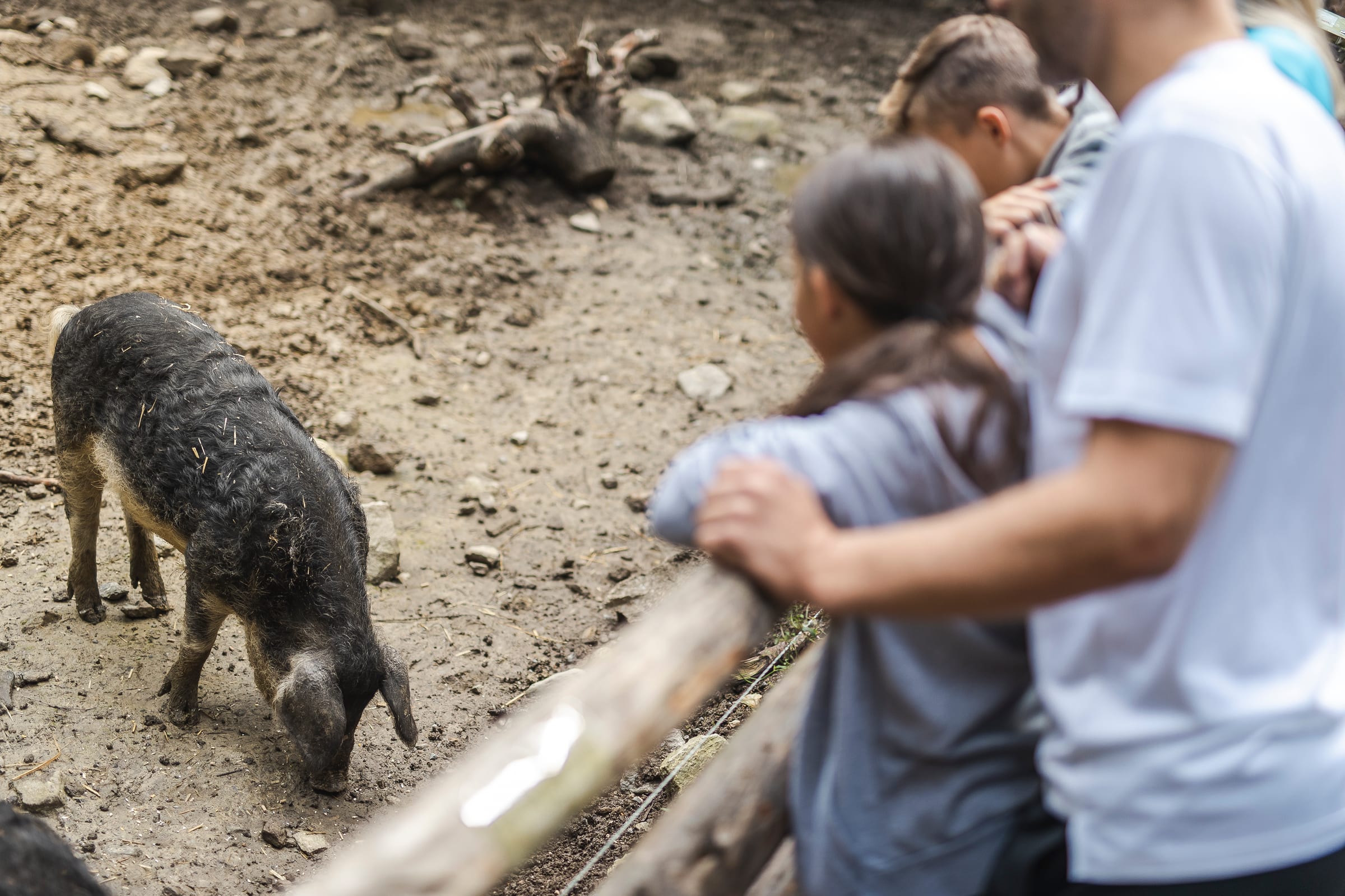 Kinder beobachten ein Wollschwein im Ötzi-Dorf in Umhausen