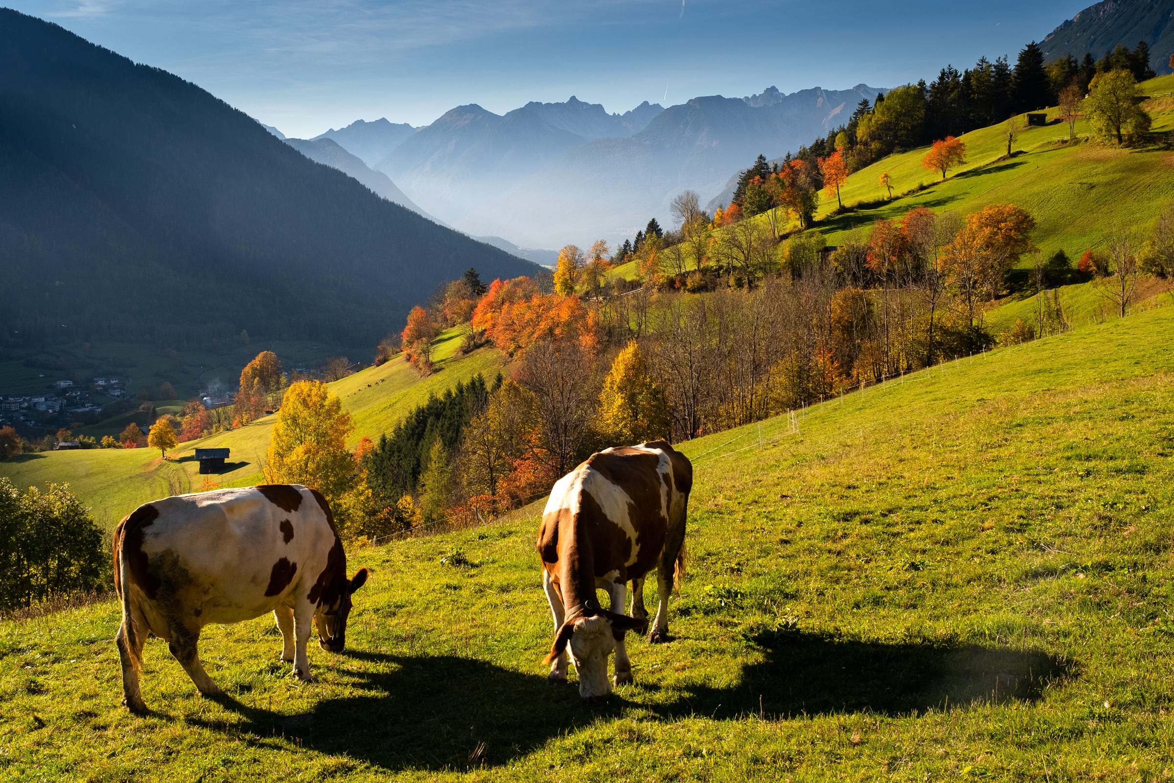 Kühe auf einer herbstlichen Almwiese im Ötztal beim Almabtrieb