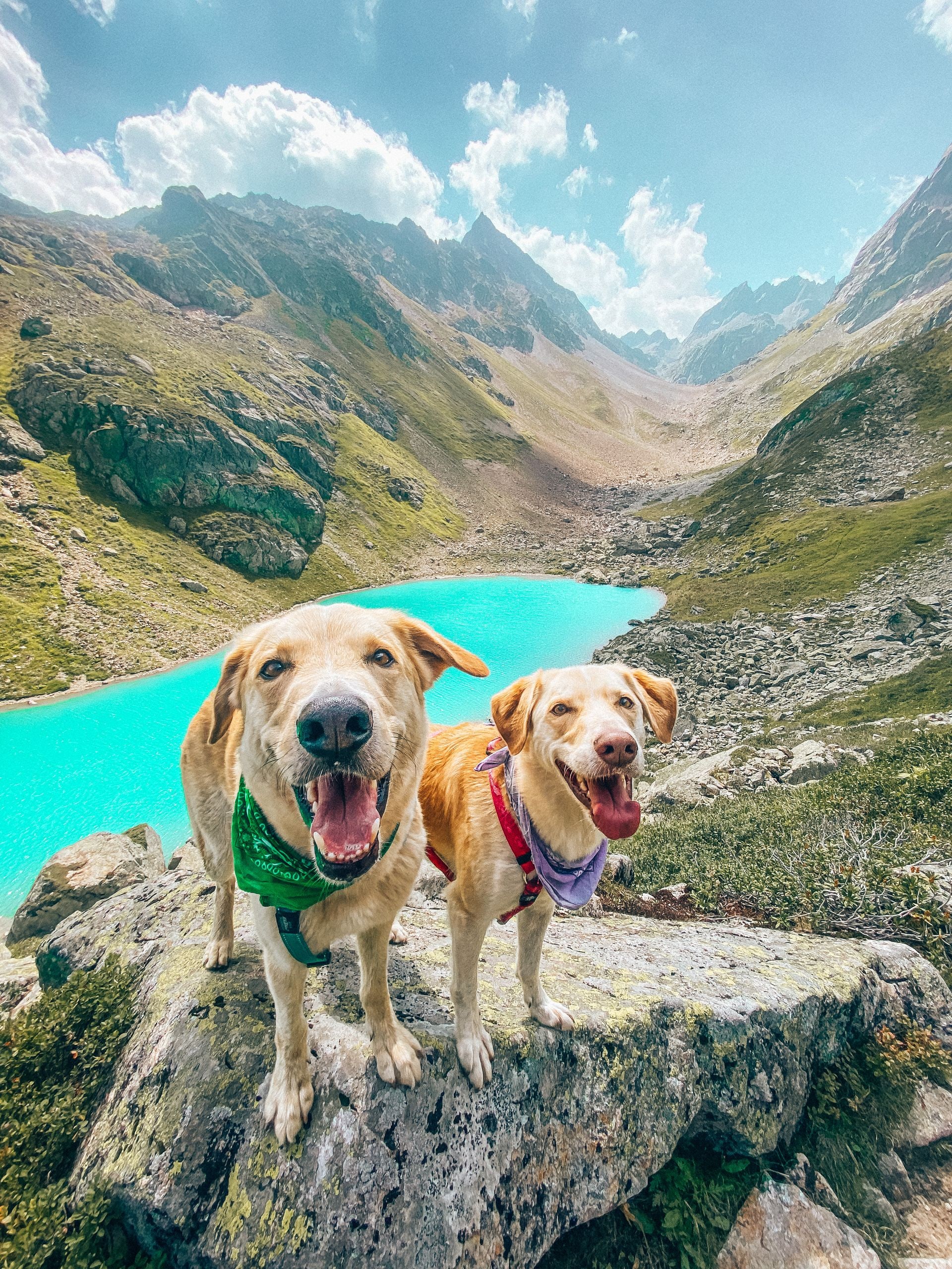 Two happy dogs at a turquoise mountain lake