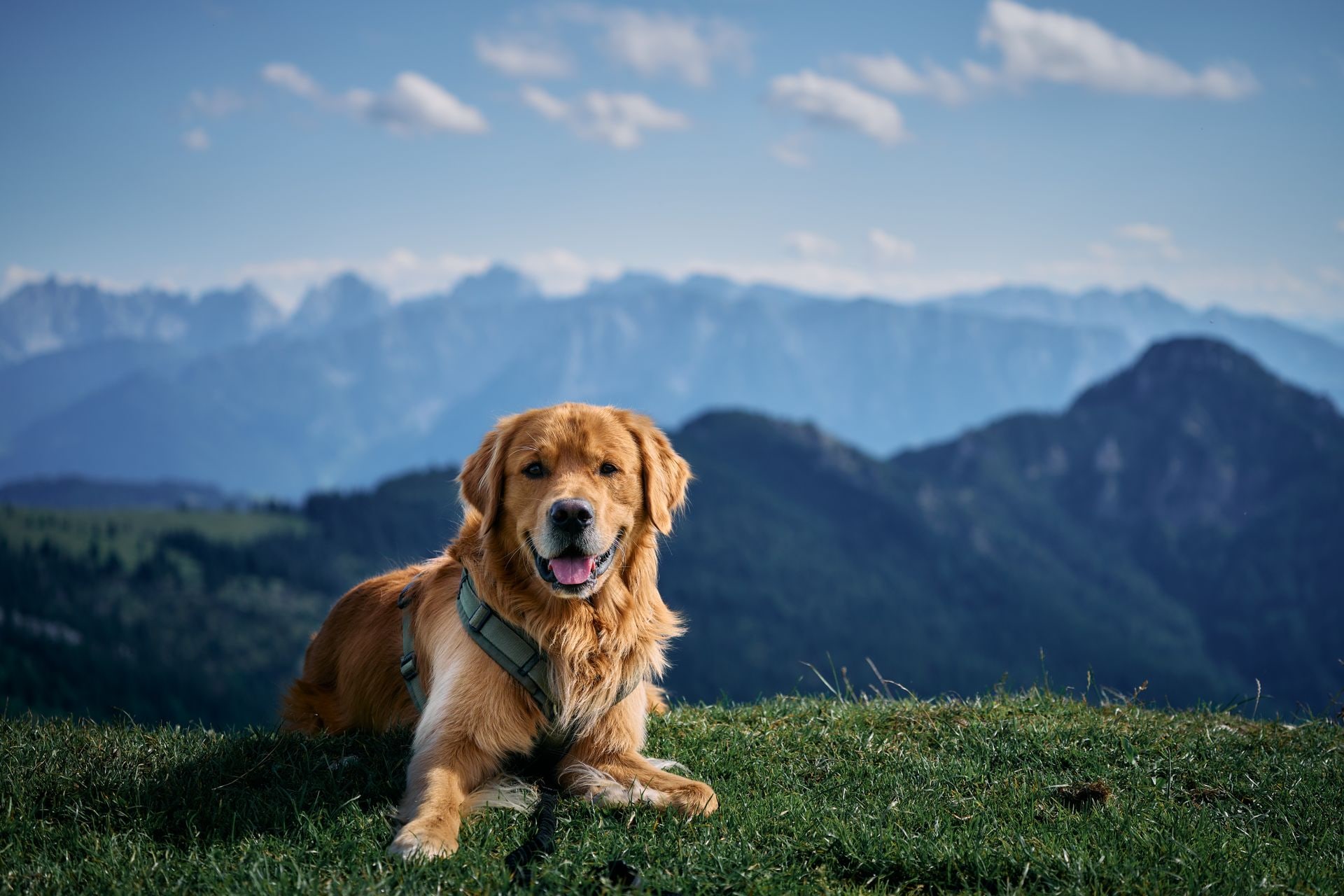 Golden Retriever on a mountain meadow with Alpine panorama