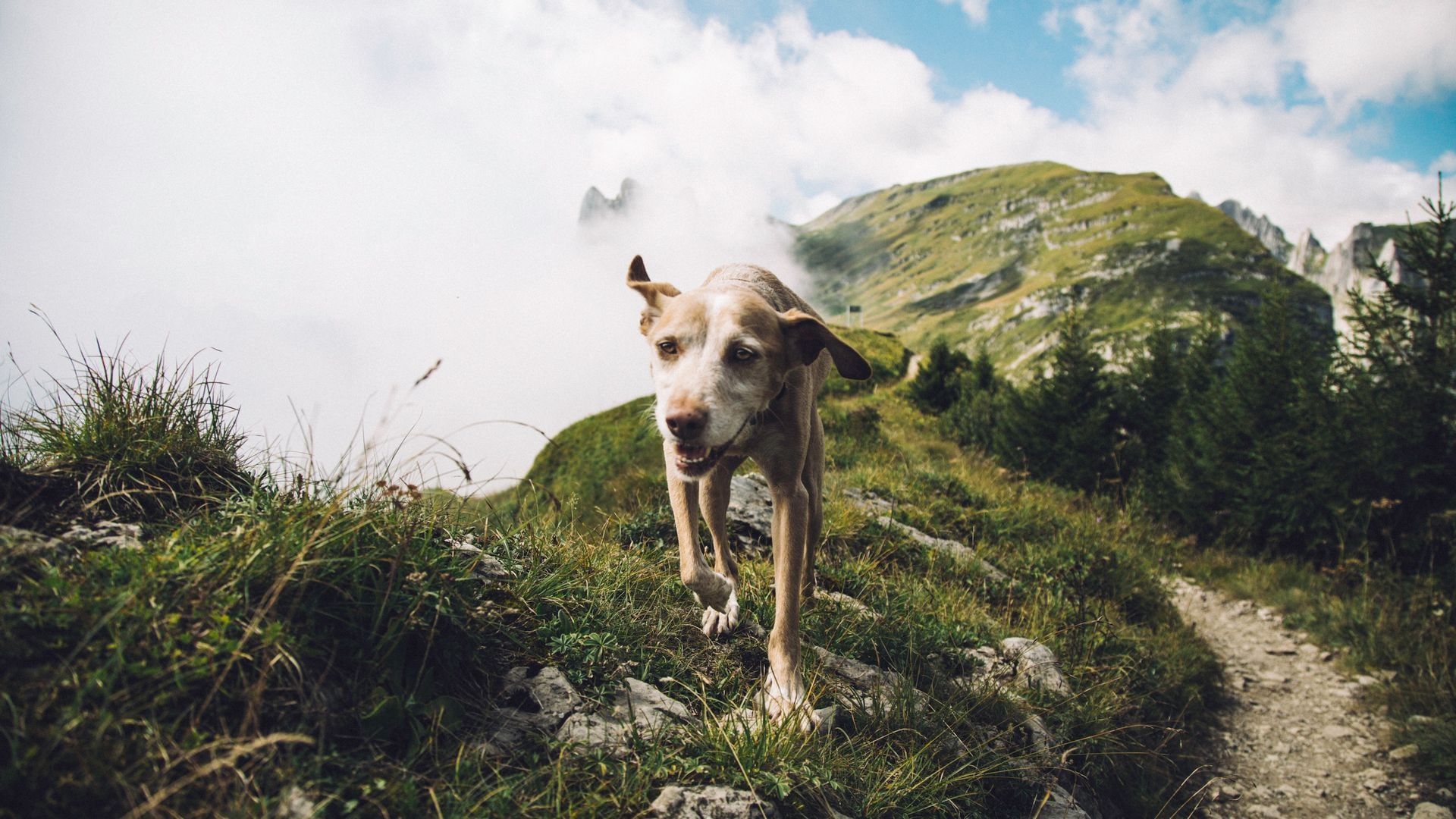 Dog on a mountain hiking trail — holiday with your dog in the Ötztal